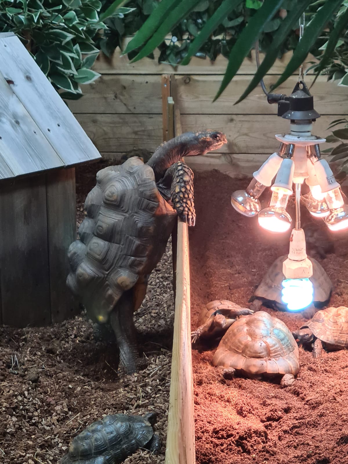 Onze Lars onze oudste schildpad