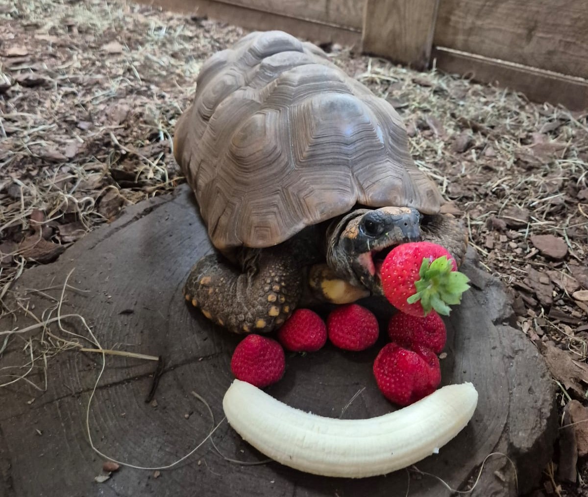 Onze Lars onze oudste schildpad.